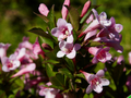 Weigela florida Piccolo IMG_4485 Krzewuszka cudowna